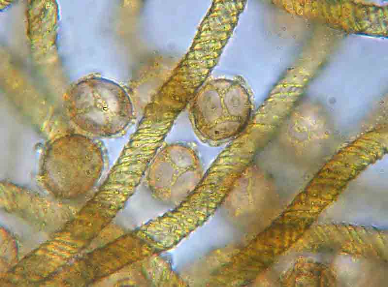 Trichia favoginea?